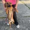 Terrier Mischling sucht aktive Familie
