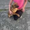Terrier Mischling sucht aktive Familie