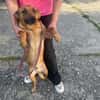 Terrier Mischling sucht aktive Familie