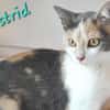 Astrid