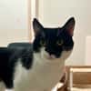 OREO (FIV+)