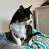 TYSON