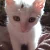 Shiro