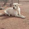 LAYA  (Animalcazar)