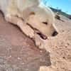 LAYA  (Animalcazar)