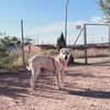 LAYA  (Animalcazar)