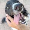 CASPER  (Animalcazar)