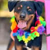 ROSCO (Maria)