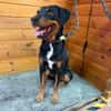 ROSCO (Maria)