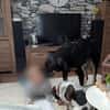 Anfängerhündin Cora❤sucht Familie