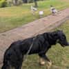 Anfängerhündin Cora❤sucht Familie