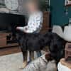 Anfängerhündin Cora❤sucht Familie
