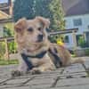 Elsa, zarte Hündin sucht aktive Familie