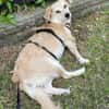 Elsa, zarte Hündin sucht aktive Familie