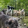 Elsa, zarte Hündin sucht aktive Familie