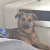 ❤Bell❤ sucht ein neues Zuhause