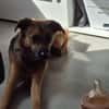 ❤Bell❤ sucht ein neues Zuhause