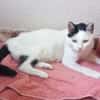 Liebe, sanfte Katze Chippy