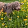 Nala - sucht ein für Immer Zuhause