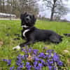 💙Lucky💙 sucht seine Familie
