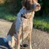 Rudi sucht zweite Chance