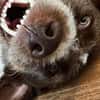 Rudi sucht zweite Chance