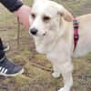 Henry 💙sucht sein Zuhause