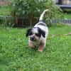 LENNY sucht sein Für-Immer-Zuhause