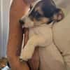 Justus, Bob und Loki suchen ein zu Hause