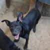Alina, geb. ca. 01/2025, 50129 Bergheim