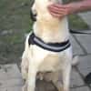 USHAN - weiße Hundepersönlichkeit