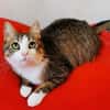 Kater Pursy sucht
