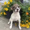 Tolle Kiara sucht ein Zuhause