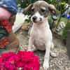 Tolle Kiara sucht ein Zuhause