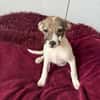 Tolle Kiara sucht ein Zuhause