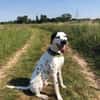 Limon sucht ein Zuhause