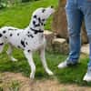 Lino sucht ein Zuhause