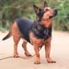 Tulma1 sucht ein Zuhause/Pflegestelle