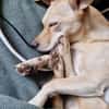 Milli - sucht ein neues Zuhause