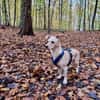 Milli - sucht ein neues Zuhause