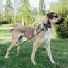 Nena,2Jahre tolle Tierschutzhündin sucht