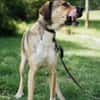 Nena,2Jahre tolle Tierschutzhündin sucht