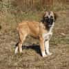 Cody - Familienanschluss gesucht