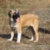 Cody - Familienanschluss gesucht