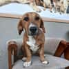 Kleine Bailey sucht ab Nov ein zu Hause