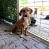 Kleine Bailey sucht ab Nov ein zu Hause