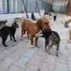 Kleine Bailey sucht ab Nov ein zu Hause