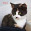 PECHE