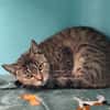 Tigra