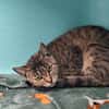 Tigra